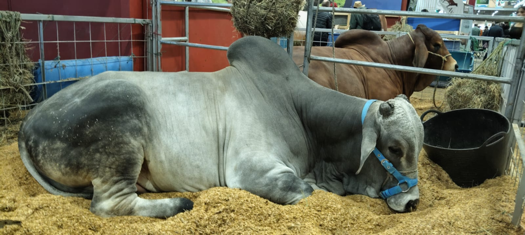 NOTICIAS DE AGRO EXPO: y Colombia Bien Informada presente